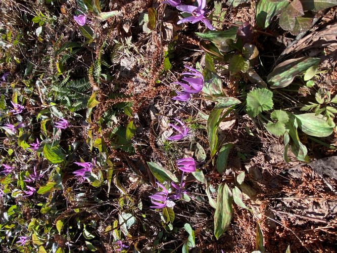 大林カタクリの画像5