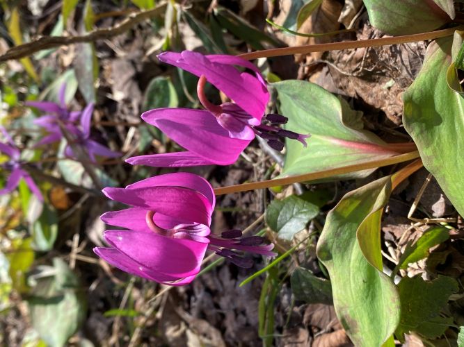 大林カタクリの画像7