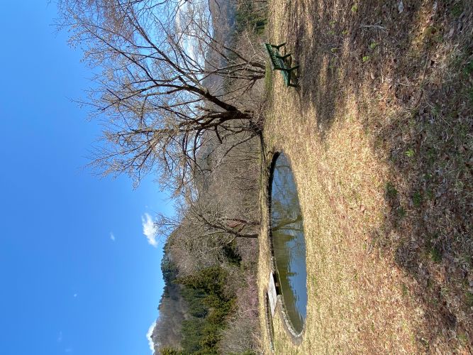 大林カタクリの画像8