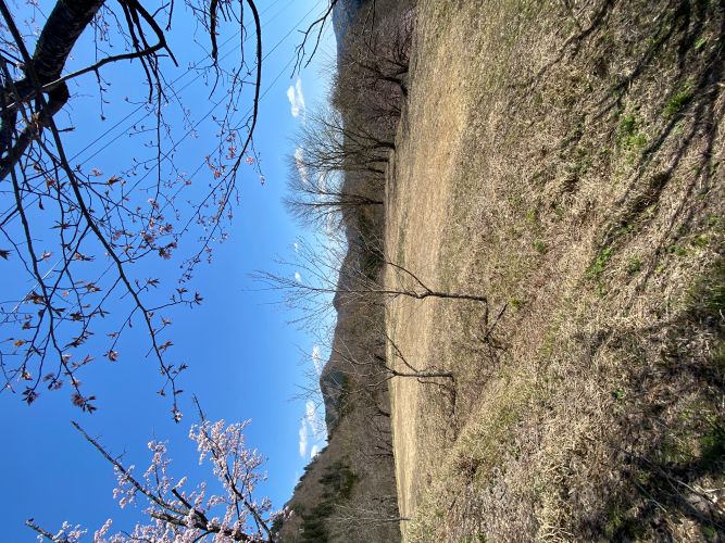 大林カタクリの画像8