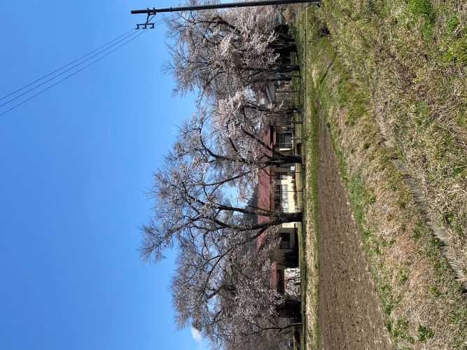 西方創作館の桜の画像