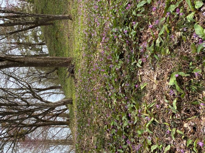 大林ふるさとの山のカタクリの画像