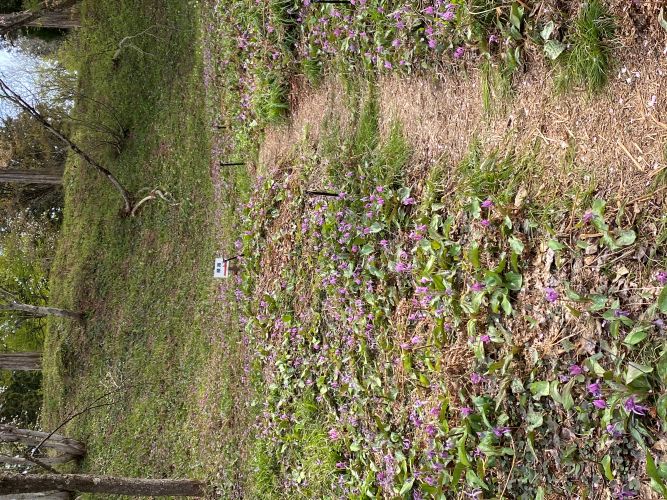 大林ふるさとの山カタクリの画像2