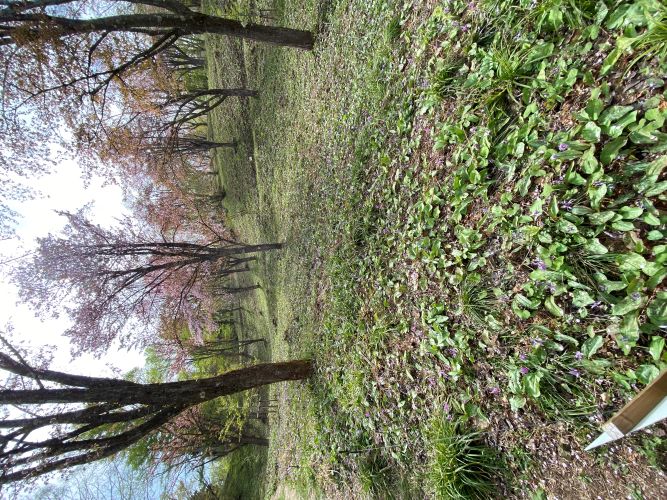 大林ふるさとの山カタクリさくらまつりの桜の画像